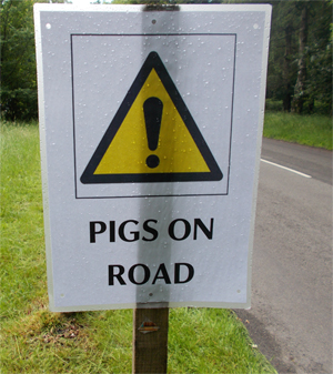 pigs_on_road