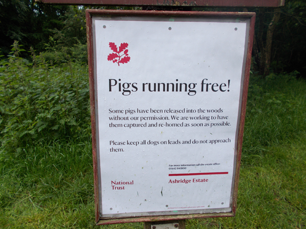 pigs_running_free