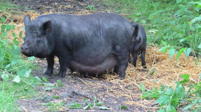 pregnant pig