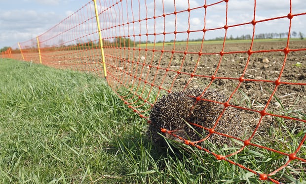 ashridge dead hedgehog