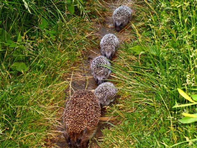 ashridge hedgehog convoy