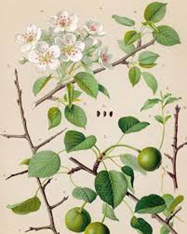 Lonesome Pear | Ashridge Volunteers